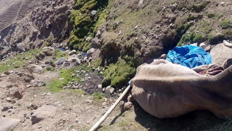 Uçurumdan düşen ineği Aras Edaş ekipleri kurtardı